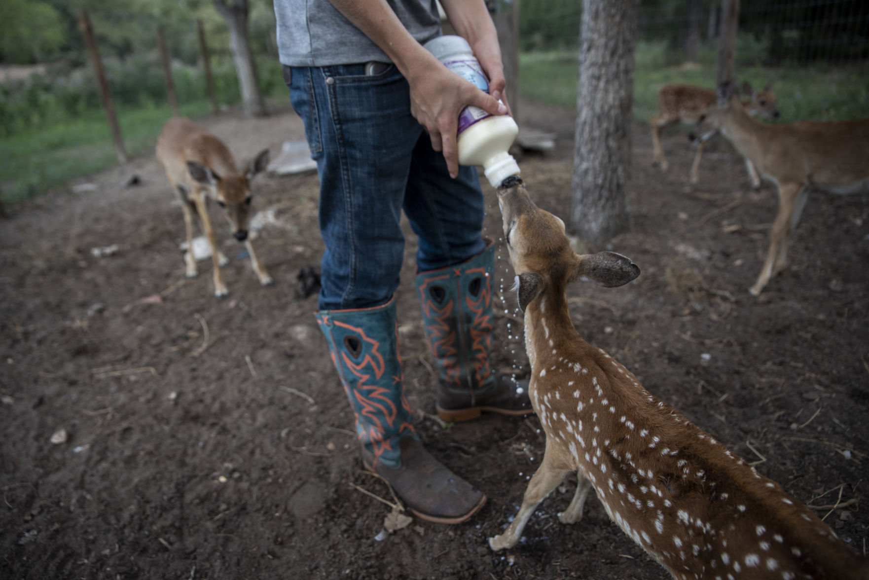 Nay Nay's Wildlife Rehabilitation